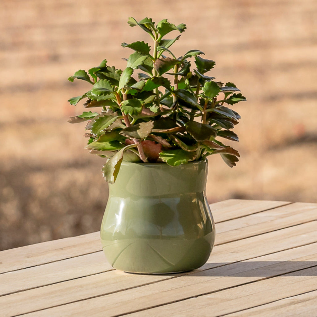 Forest Green Ceramic Planter